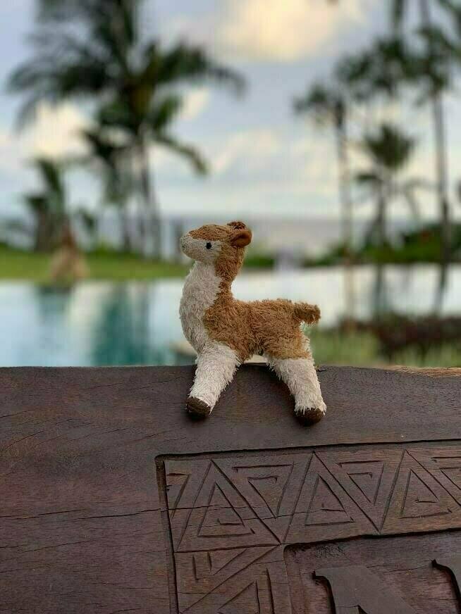 Alpaca in Fiji